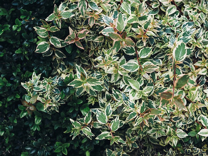 shrub